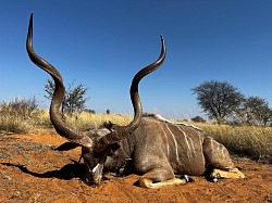 Greater Kudu
