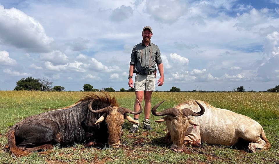 Kings wildebeest and Roal wildebeest