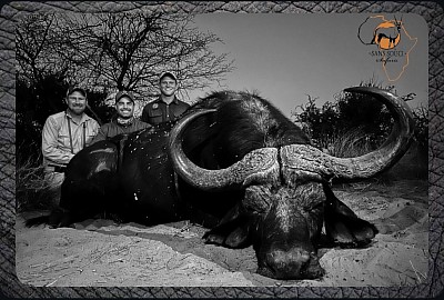 Buffalo considered one of the most dangerous mammals in Africa. Old and grumpy bulls tend to charge
